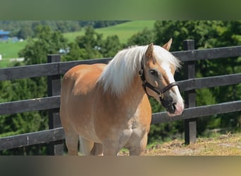 Haflinger, Wallach, 12 Jahre, Rotfuchs