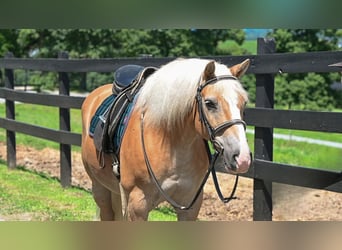 Haflinger, Wallach, 12 Jahre, Rotfuchs