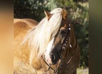 Haflinger Mix, Wallach, 13 Jahre, 137 cm, Rotfuchs
