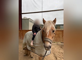 Haflinger, Wallach, 13 Jahre, 138 cm