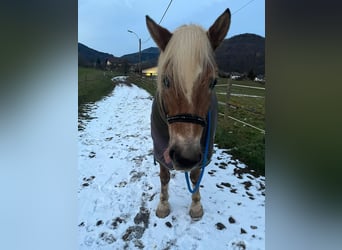 Haflinger, Wallach, 13 Jahre, 145 cm, Hellbrauner