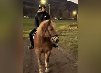 Haflinger, Wallach, 13 Jahre, 145 cm, Hellbrauner