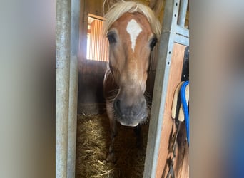 Haflinger, Wallach, 13 Jahre, 145 cm, Hellbrauner