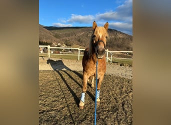 Haflinger, Wallach, 13 Jahre, 145 cm, Hellbrauner