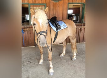 Haflinger, Wallach, 13 Jahre, 145 cm, Hellbrauner