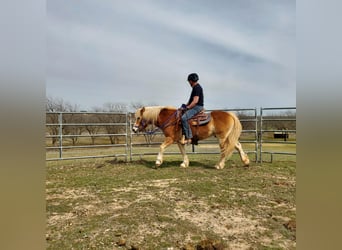 Haflinger, Wallach, 13 Jahre, 147 cm, Dunkelfuchs
