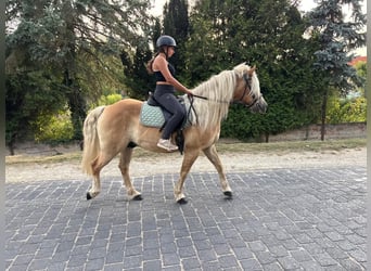 Haflinger, Wallach, 13 Jahre, 148 cm