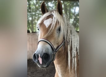 Haflinger, Wallach, 13 Jahre, 150 cm