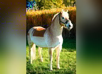 Haflinger, Wallach, 13 Jahre, 150 cm, Fuchs