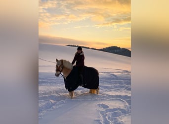 Haflinger, Wallach, 13 Jahre, 150 cm, Fuchs