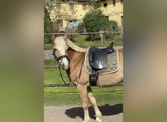 Haflinger Mix, Wallach, 13 Jahre, 150 cm, Fuchs