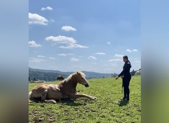 Haflinger Mix, Wallach, 13 Jahre, 150 cm, Fuchs