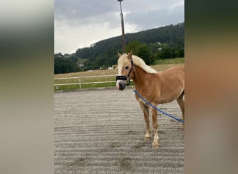 Haflinger Mix, Wallach, 13 Jahre, 150 cm, Fuchs