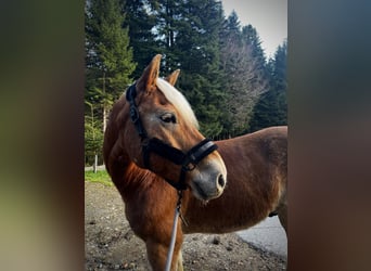 Haflinger, Wallach, 13 Jahre, 152 cm