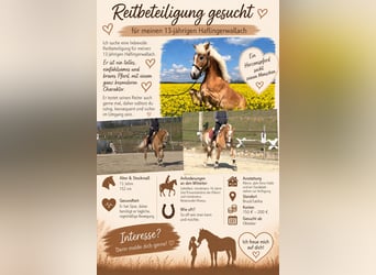 Haflinger, Wallach, 13 Jahre, 152 cm, Fuchs
