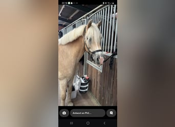 Haflinger, Wallach, 13 Jahre, 154 cm, Palomino