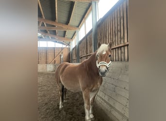 Haflinger, Wallach, 13 Jahre, 155 cm, Fuchs