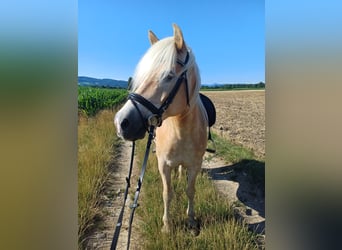 Haflinger, Wallach, 13 Jahre, 156 cm, Fuchs
