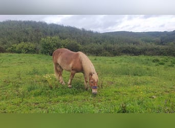 Haflinger Mix, Wallach, 13 Jahre, 157 cm