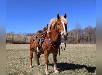 Haflinger, Wallach, 13 Jahre, Rotfuchs