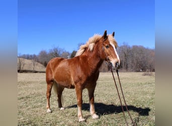 Haflinger, Wallach, 13 Jahre, Rotfuchs
