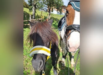 Haflinger Mix, Wallach, 14 Jahre, 140 cm, Schecke