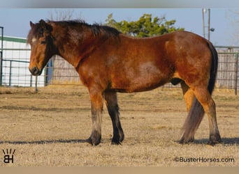 Haflinger, Wallach, 14 Jahre, 142 cm, Rotbrauner