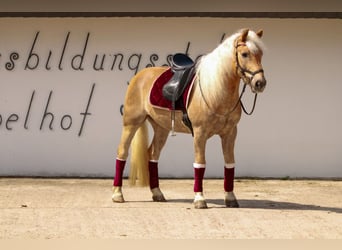 Haflinger, Wallach, 14 Jahre, 146 cm, Fuchs