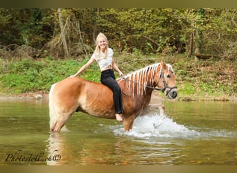 Haflinger, Wallach, 14 Jahre, 146 cm, Fuchs