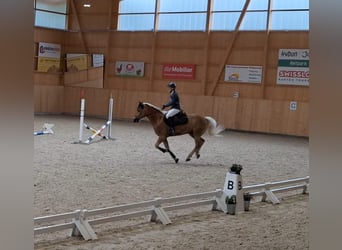 Haflinger, Wallach, 14 Jahre, 146 cm, Fuchs