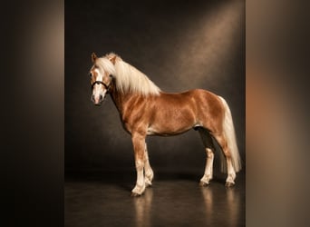 Haflinger, Wallach, 14 Jahre, 148 cm, Fuchs
