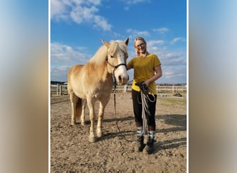 Haflinger, Wallach, 14 Jahre, 148 cm, Hellbrauner