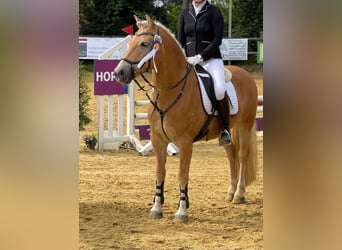 Haflinger, Wallach, 14 Jahre, 148 cm