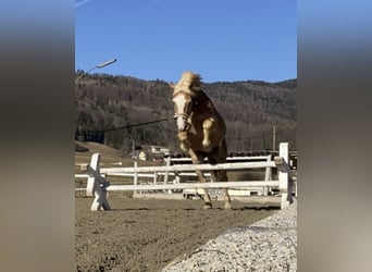 Haflinger Mix, Wallach, 14 Jahre, 150 cm