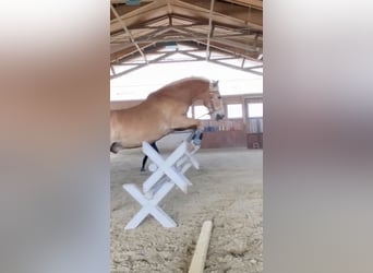 Haflinger Mix, Wallach, 14 Jahre, 150 cm