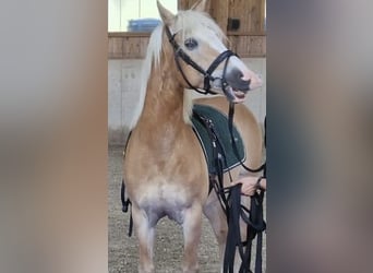 Haflinger Mix, Wallach, 14 Jahre, 150 cm