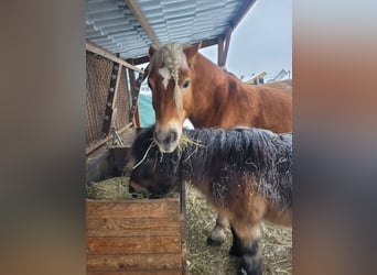 Haflinger, Wallach, 14 Jahre, 150 cm