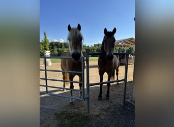 Haflinger, Wallach, 14 Jahre, 150 cm, Fuchs