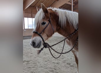 Haflinger, Wallach, 14 Jahre, 150 cm, Fuchs