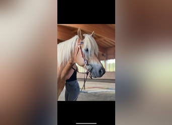 Haflinger, Wallach, 14 Jahre, 150 cm, Fuchs