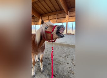 Haflinger, Wallach, 14 Jahre, 150 cm, Fuchs
