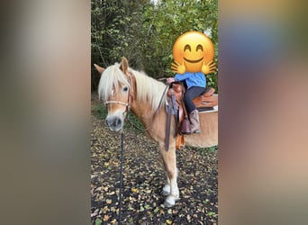 Haflinger, Wallach, 14 Jahre, 150 cm, Fuchs