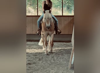 Haflinger, Wallach, 14 Jahre, 150 cm, Fuchs