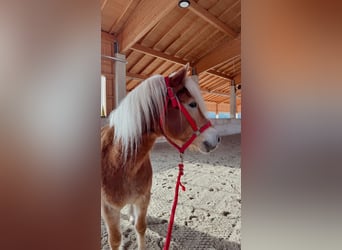 Haflinger, Wallach, 14 Jahre, 150 cm, Fuchs