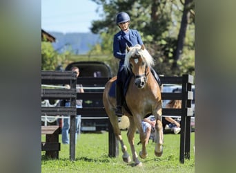 Haflinger, Wallach, 14 Jahre, 150 cm, Fuchs