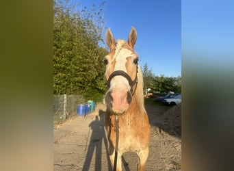 Haflinger, Wallach, 14 Jahre, 150 cm, Hellbrauner