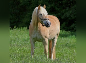 Haflinger, Wallach, 14 Jahre, 152 cm, Falbe