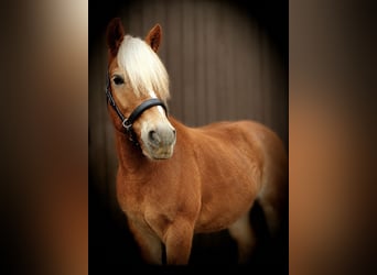 Haflinger, Wallach, 14 Jahre, 152 cm, Fuchs