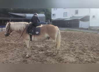 Haflinger, Wallach, 14 Jahre, 152 cm, Fuchs