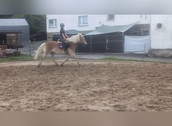 Haflinger, Wallach, 14 Jahre, 152 cm, Fuchs